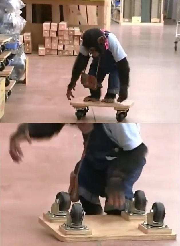 만약 원숭이와 강아지가 심부름으로 쇼핑을 다녀온다면? 2 | 인스티즈