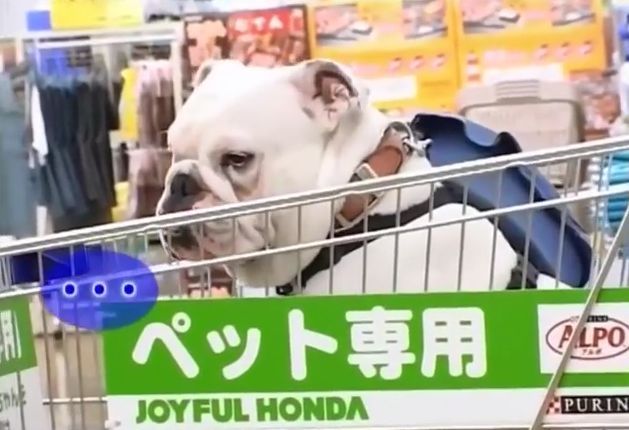 만약 원숭이와 강아지가 심부름으로 쇼핑을 다녀온다면? 2 | 인스티즈