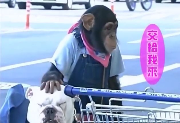 만약 원숭이와 강아지가 심부름으로 쇼핑을 다녀온다면? 1 | 인스티즈