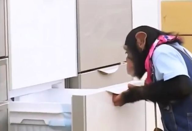 만약 원숭이와 강아지가 심부름으로 쇼핑을 다녀온다면? 1 | 인스티즈