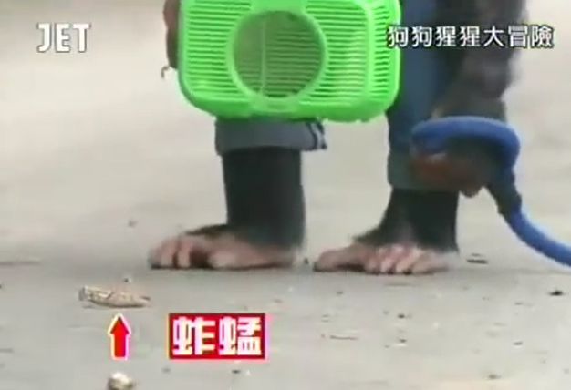 만약 원숭이와 강아지가 심부름으로 쇼핑을 다녀온다면? 마지막 | 인스티즈