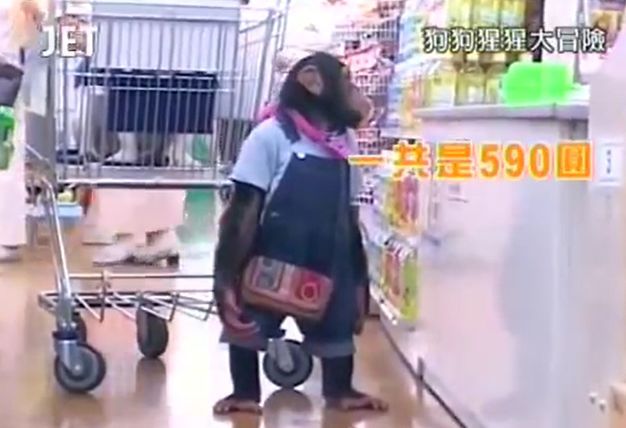 만약 원숭이와 강아지가 심부름으로 쇼핑을 다녀온다면? 마지막 | 인스티즈