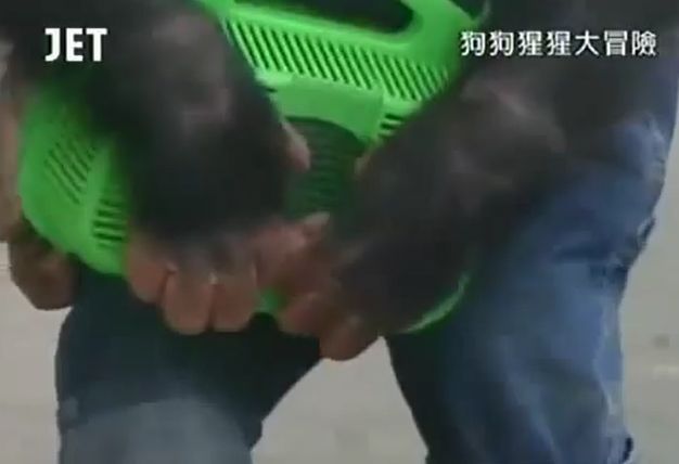 만약 원숭이와 강아지가 심부름으로 쇼핑을 다녀온다면? 마지막 | 인스티즈