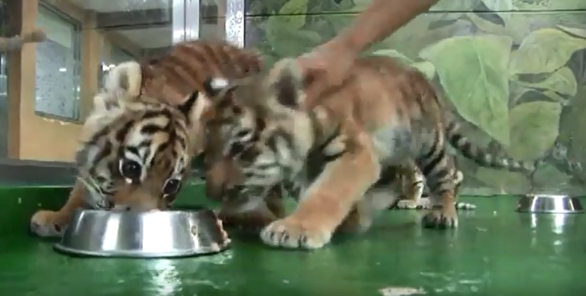 서울대공원 아기호랑이 삼남매.avi | 인스티즈