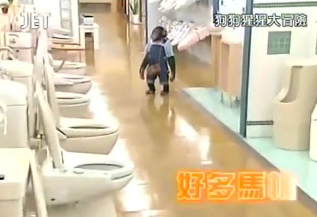 만약 원숭이와 강아지가 심부름으로 쇼핑을 다녀온다면? 마지막 | 인스티즈