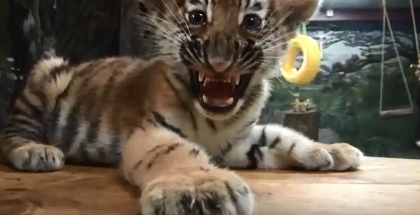 서울대공원 아기호랑이 삼남매.avi | 인스티즈