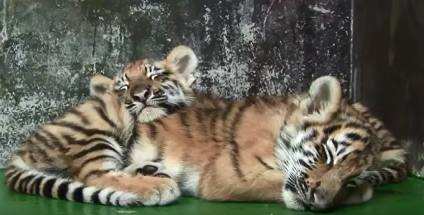 서울대공원 아기호랑이 삼남매.avi | 인스티즈