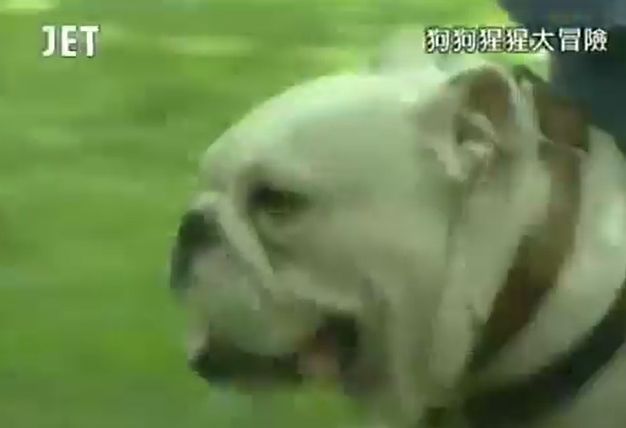 만약 원숭이와 강아지가 심부름으로 쇼핑을 다녀온다면? 마지막 | 인스티즈