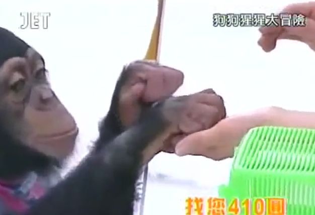 만약 원숭이와 강아지가 심부름으로 쇼핑을 다녀온다면? 마지막 | 인스티즈