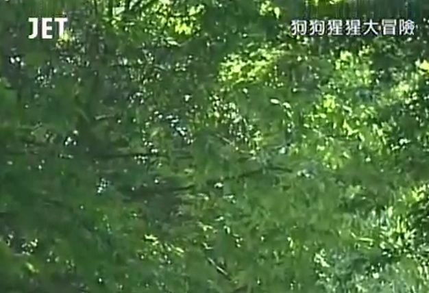 만약 원숭이와 강아지가 심부름으로 쇼핑을 다녀온다면? 마지막 | 인스티즈