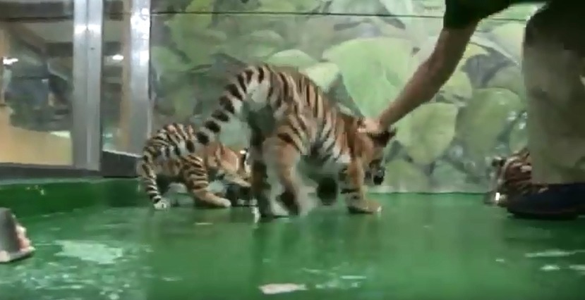 서울대공원 아기호랑이 삼남매.avi | 인스티즈