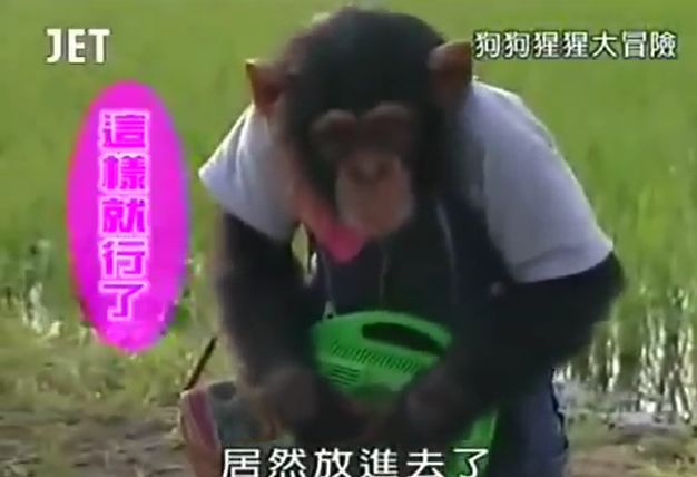 만약 원숭이와 강아지가 심부름으로 쇼핑을 다녀온다면? 마지막 | 인스티즈