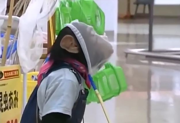 만약 원숭이와 강아지가 심부름으로 쇼핑을 다녀온다면? 마지막 | 인스티즈