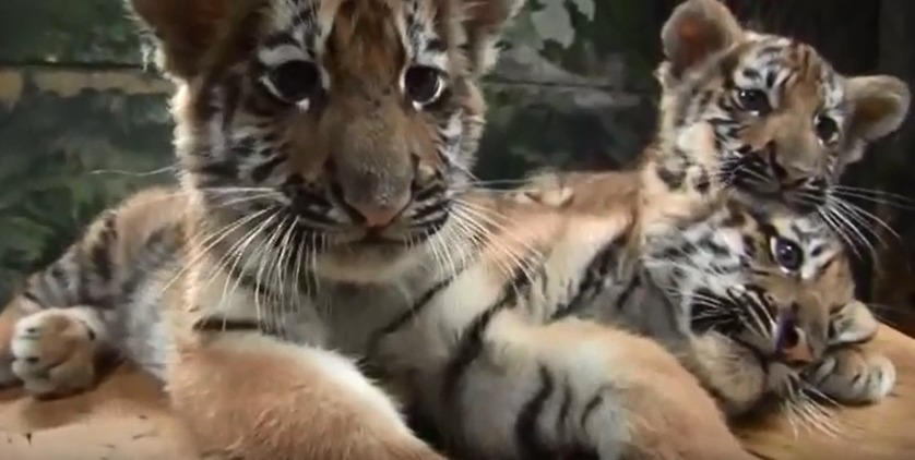 서울대공원 아기호랑이 삼남매.avi | 인스티즈