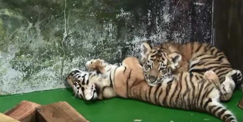 서울대공원 아기호랑이 삼남매.avi | 인스티즈