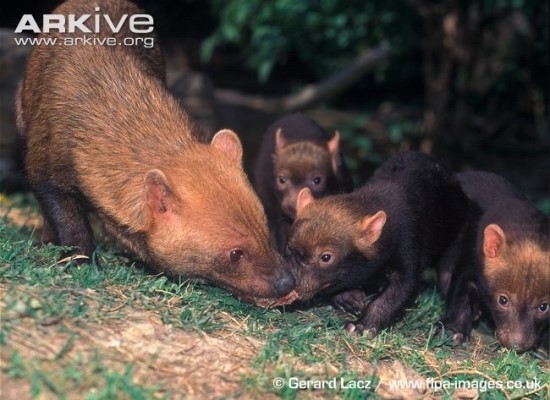  전 세계적으로 25마리 밖에 없는 초 레어 들개ㅡ 부시독 | 인스티즈
