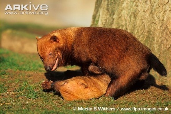  전 세계적으로 25마리 밖에 없는 초 레어 들개ㅡ 부시독 | 인스티즈