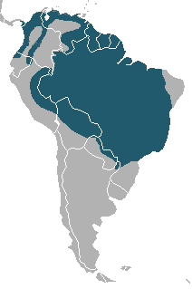  전 세계적으로 25마리 밖에 없는 초 레어 들개ㅡ 부시독 | 인스티즈