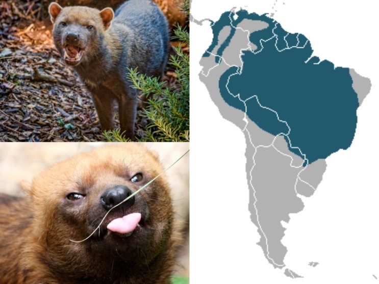  전 세계적으로 25마리 밖에 없는 초 레어 들개ㅡ 부시독 | 인스티즈