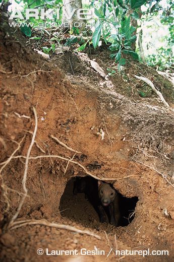  전 세계적으로 25마리 밖에 없는 초 레어 들개ㅡ 부시독 | 인스티즈
