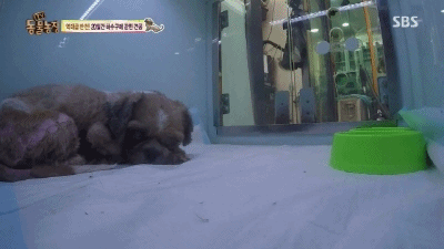 강아지가 잃어버린 주인을 다시 만났을 때.swf | 인스티즈