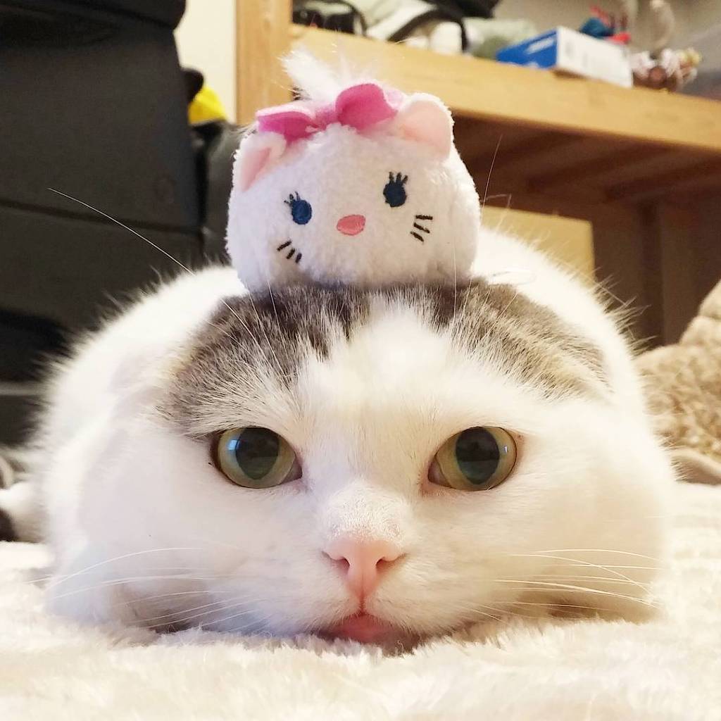 너무 서럽게 우는 고양이 | 인스티즈