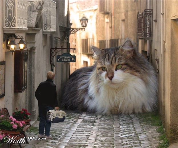 너무 서럽게 우는 고양이 | 인스티즈