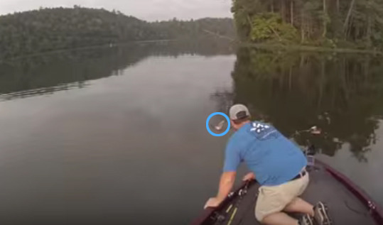 강물에서 고양이를 낚시한 사람 | 인스티즈
