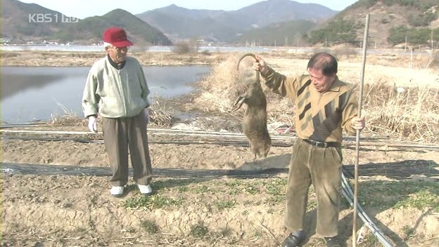 뉴트리아 고기 먹방.swf | 인스티즈