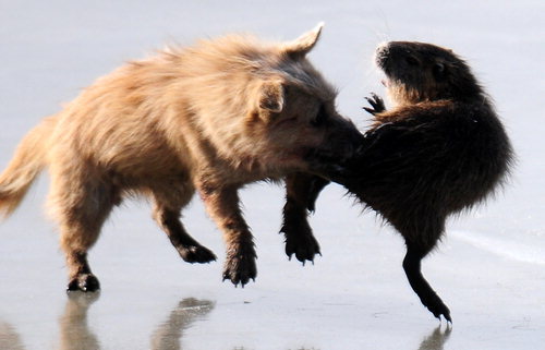 뉴트리아 고기 먹방.swf | 인스티즈