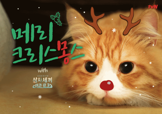 오늘자 삼시세끼 어촌편3 크리스마스 코스프레한 고양이덜 | 인스티즈