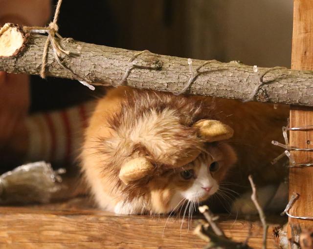 오늘자 삼시세끼 어촌편3 크리스마스 코스프레한 고양이덜 | 인스티즈