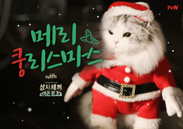 오늘자 삼시세끼 어촌편3 크리스마스 코스프레한 고양이덜 | 인스티즈