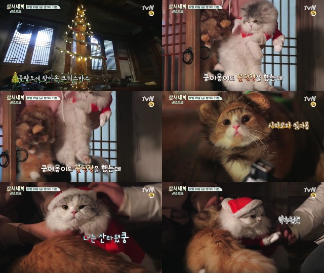오늘자 삼시세끼 어촌편3 크리스마스 코스프레한 고양이덜 | 인스티즈
