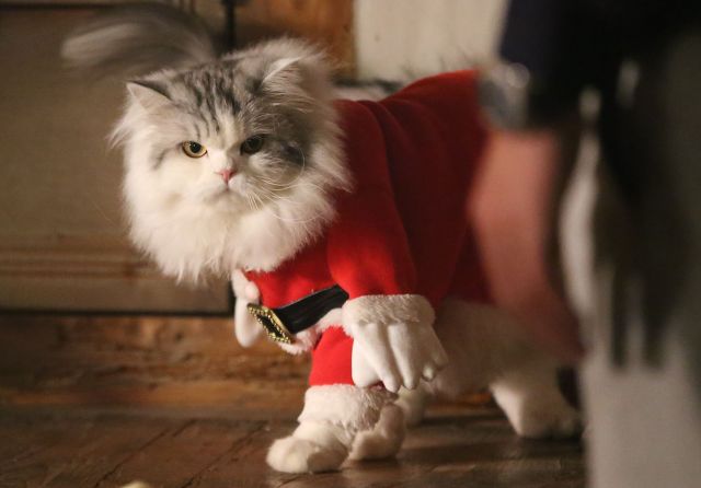 오늘자 삼시세끼 어촌편3 크리스마스 코스프레한 고양이덜 | 인스티즈