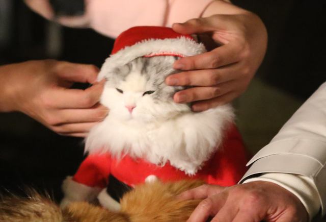 오늘자 삼시세끼 어촌편3 크리스마스 코스프레한 고양이덜 | 인스티즈