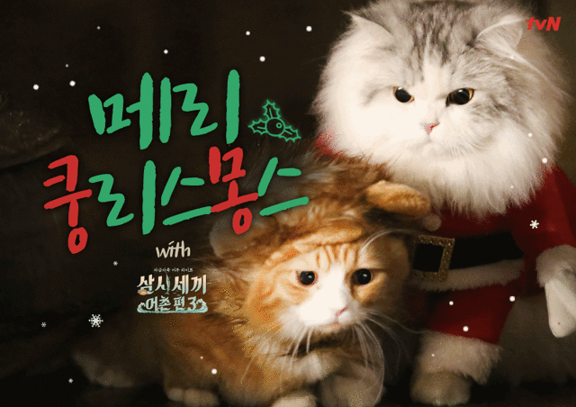 오늘자 삼시세끼 어촌편3 크리스마스 코스프레한 고양이덜 | 인스티즈