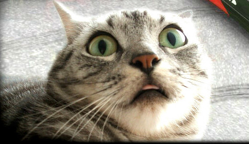 겪어본 사람만이 공감한다는 공항에서 멘붕 상황 | 인스티즈