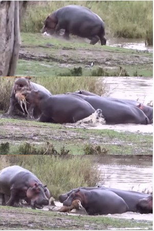 흔히 알고있는 하마의 충격적 진실 | 인스티즈