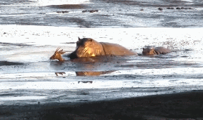 흔히 알고있는 하마의 충격적 진실 | 인스티즈