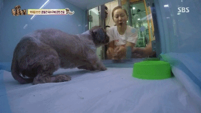 강아지가 잃어버린 주인을 다시 만났을 때 | 인스티즈