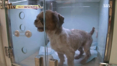 강아지가 잃어버린 주인을 다시 만났을 때 | 인스티즈