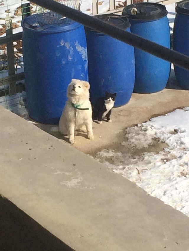 오늘도 댕댕이는 길냥이랑 잘 놀아요ㅎ | 인스티즈