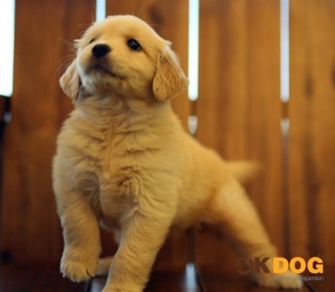 바보라고 해서 삐진 강아지 ㅋㅋㅋㅋㅋㅋㅋㅋㅋㅋㅋㅋㅋㅋㅋㅋㅋㅋㅋㅋㅋㅋㅋㅋㅋㅋㅋㅋㅋㅋㅋㅋㅋㅋㅋㅋㅋㅋㅋㅋㅋㅋㅋㅋㅋㅋㅋ﻿ㅋ | 인스티즈