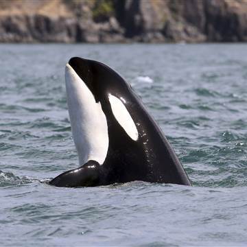 덕후가 알려주는 범고래 이야기 2 (feat. 범고래가 알려주는 바다의 일진짱이 되는 법) | 인스티즈