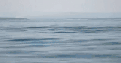 덕후가 알려주는 범고래 3 (feat. 바다의 양아치) | 인스티즈