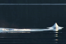 덕후가 알려주는 범고래 3 (feat. 바다의 양아치) | 인스티즈