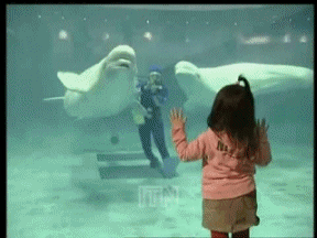 덕후가 알려주는 바다의 카나리아, 벨루가 | 인스티즈