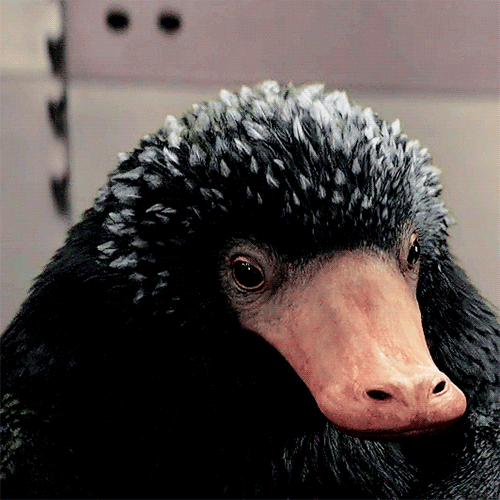 [해리포터/뉴트] 영국 마법사와 동양 마녀 1 | 인스티즈