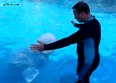 덕후가 알려주는 바다의 카나리아, 벨루가 | 인스티즈